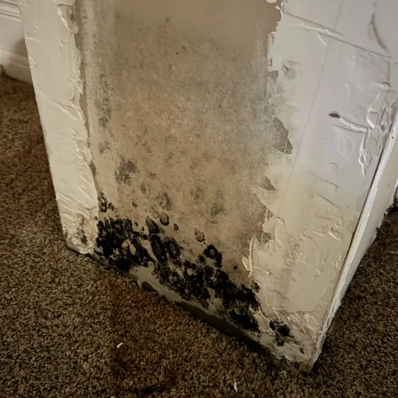 Professional Mold Removal in Stockville, NE